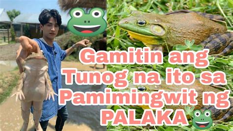 TUNOG NG PALAKA [Para sa Mga Mahilig Mamingwit ng Palaka .